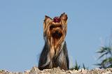 YORKSHIRE TERRIER 413